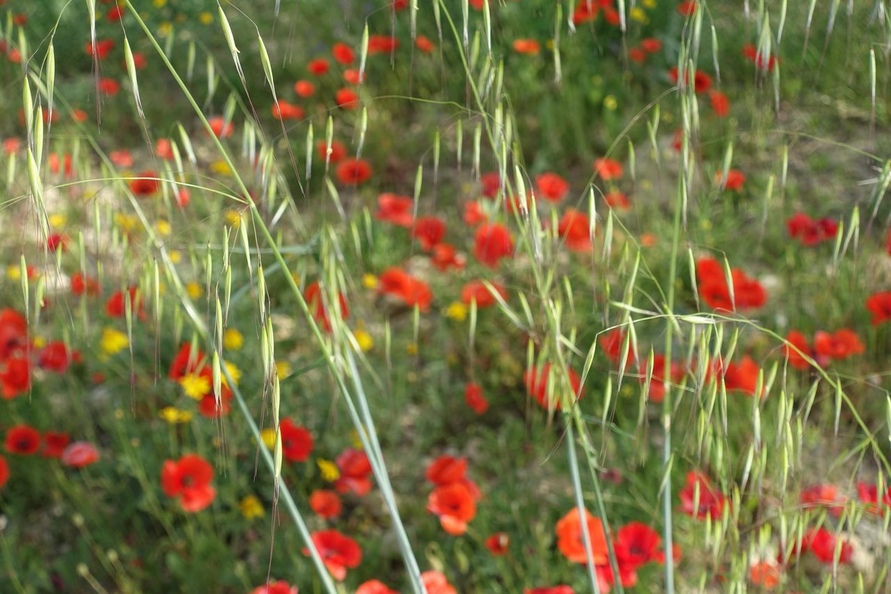 Agriturismo Baglio San Nicola Naro 外观 照片
